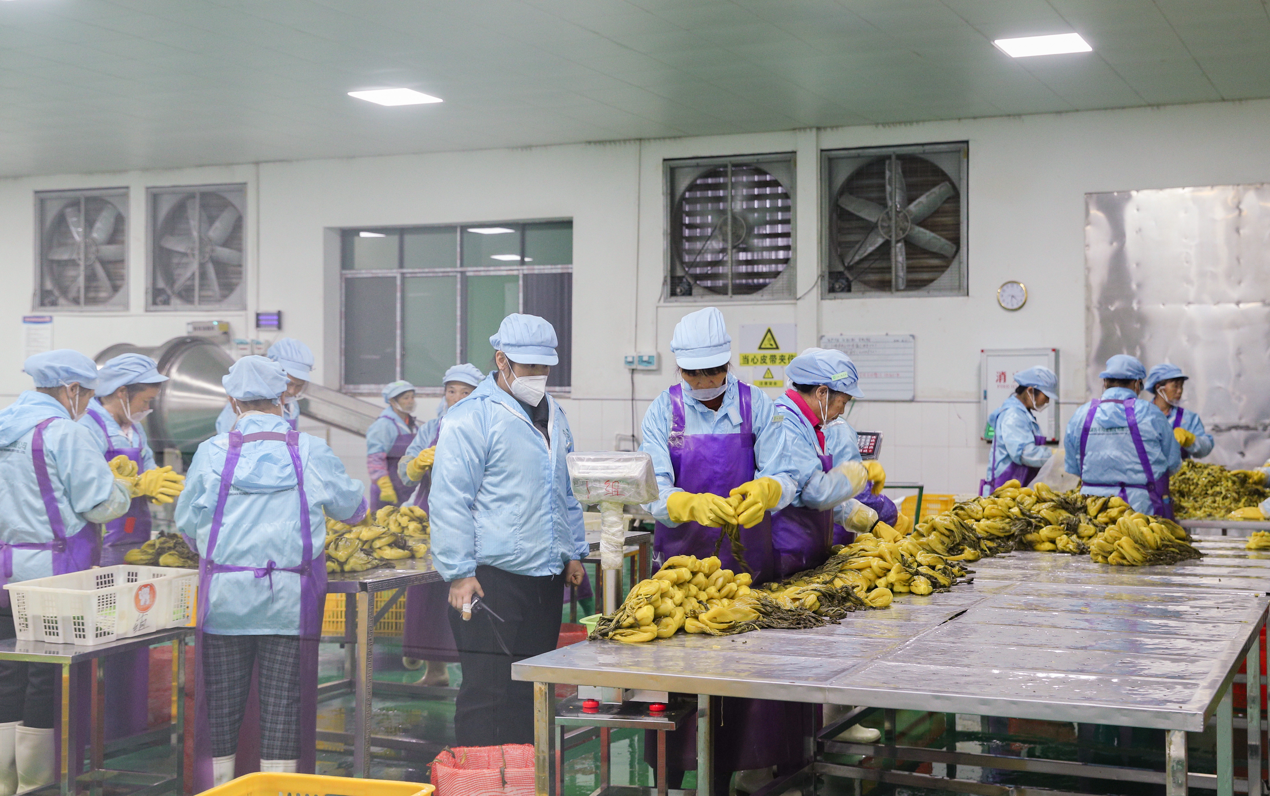 图为近日,富川一酸菜加工企业工人在生产车间内打包酸菜