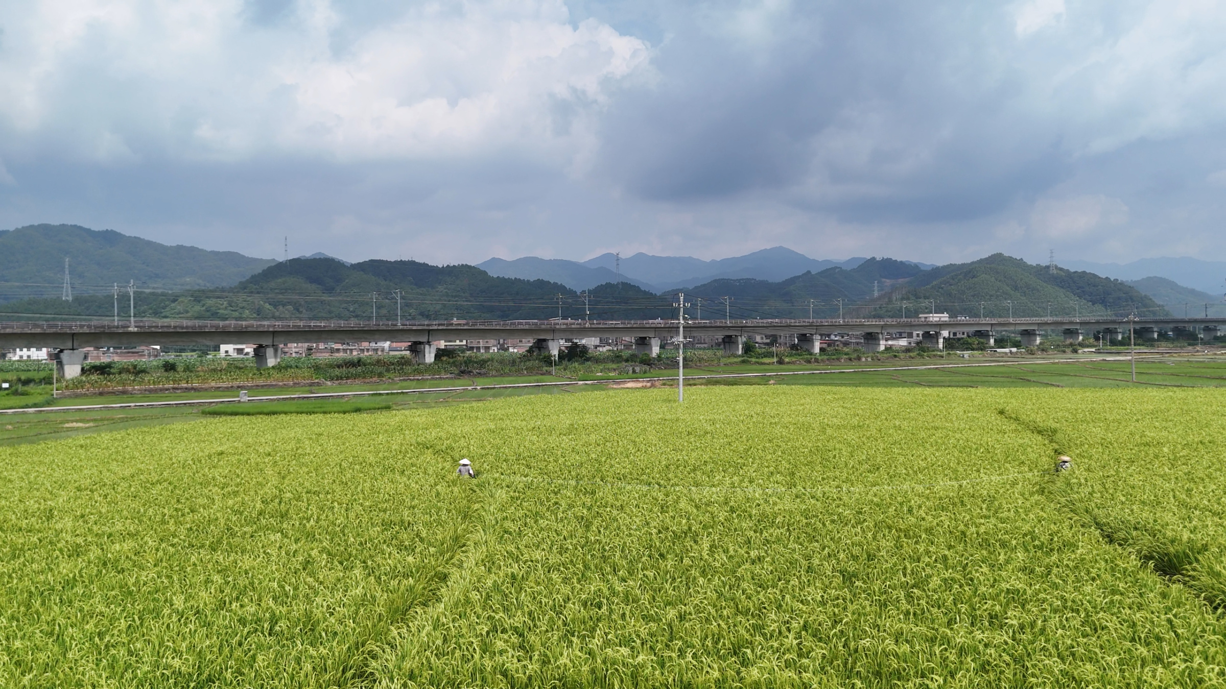 钟山春季制种水稻迎来“赶花”授粉关键期