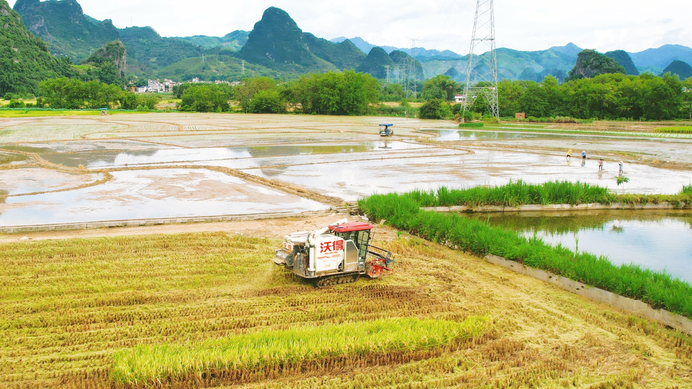 夏收夏种正当时！平桂区全面开启“双抢”模式