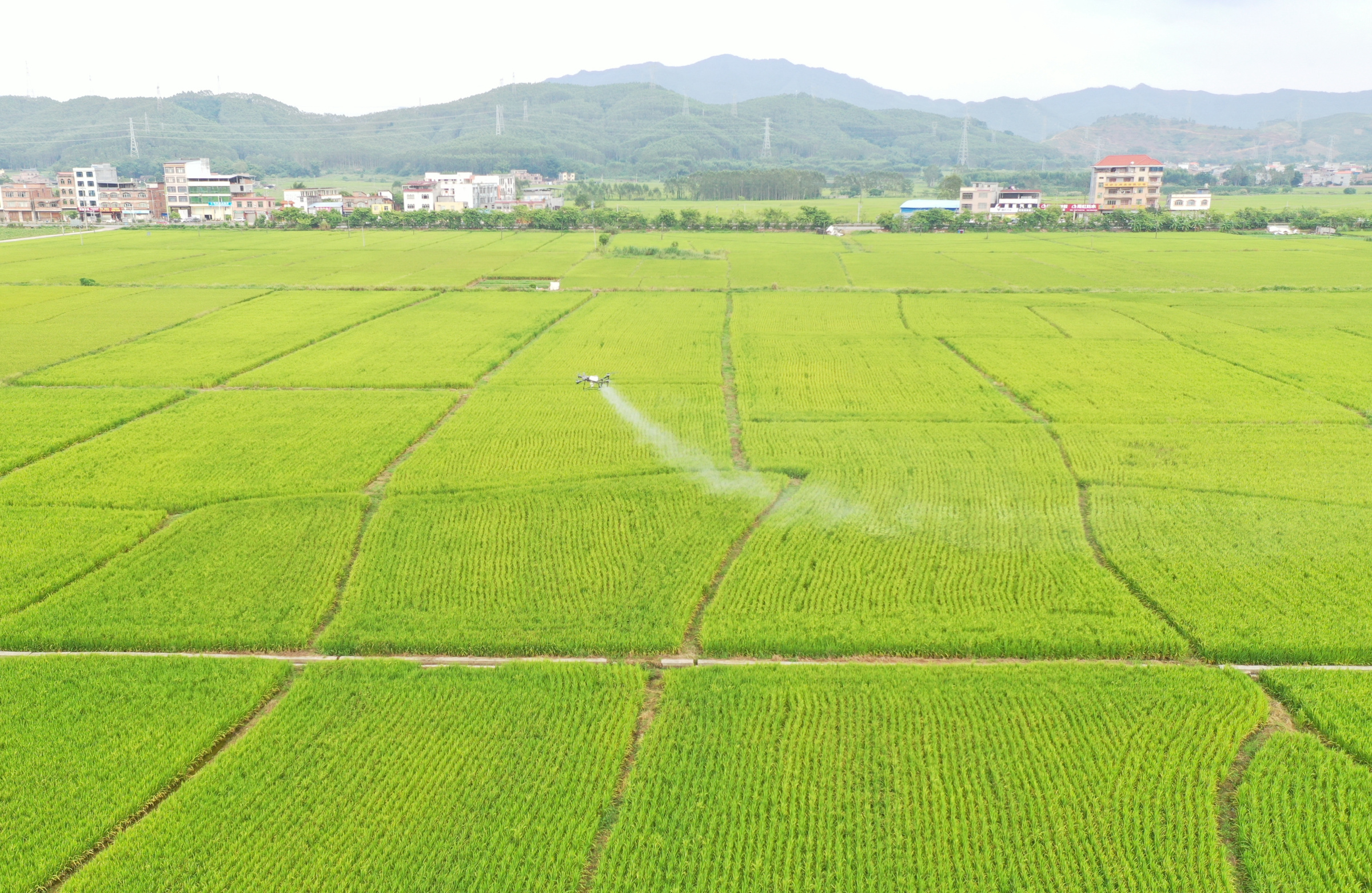 110万元资金助力晚稻稳产增收！贺州市开展“一喷多促”飞防作业