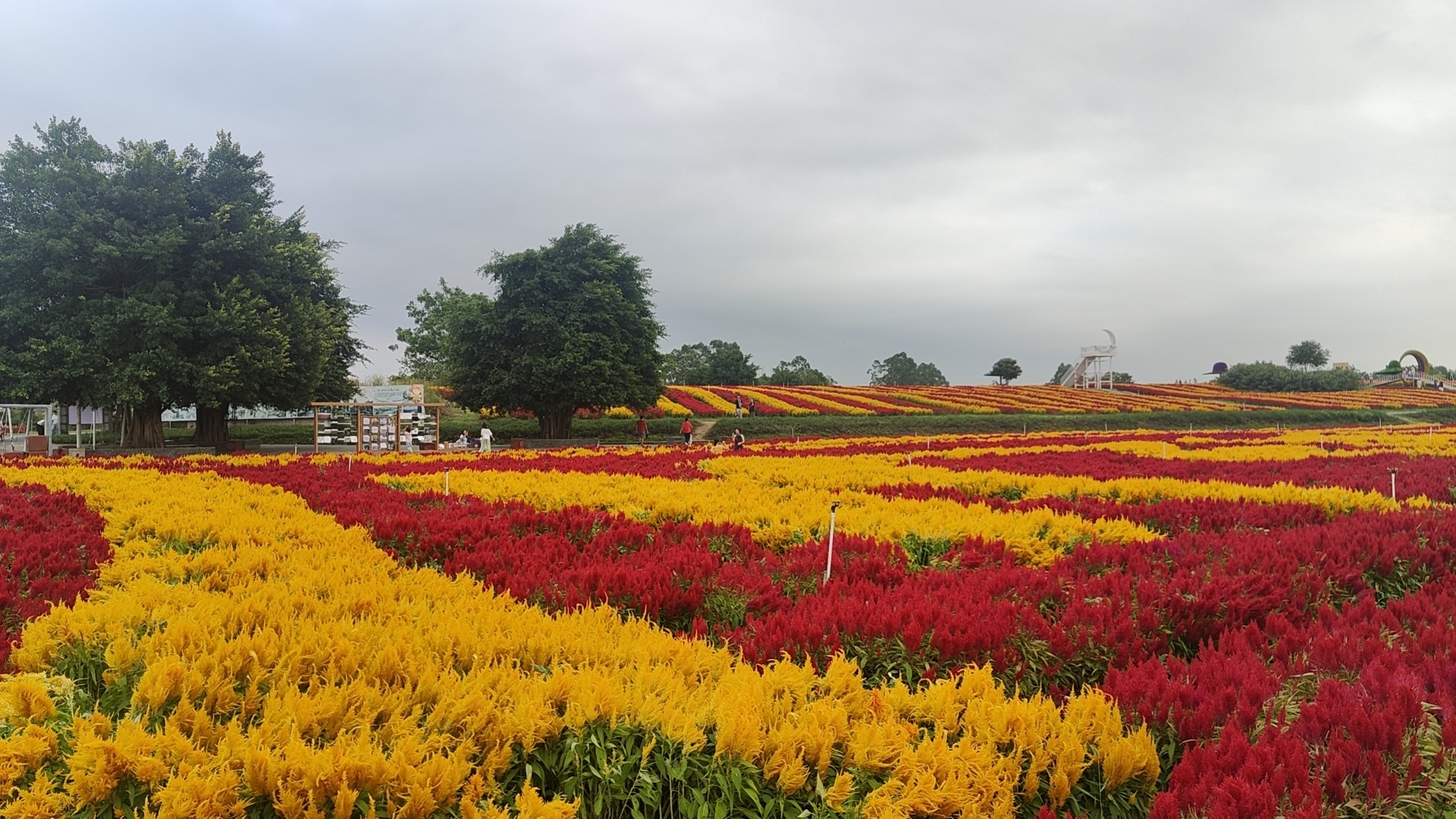 秋日限定美景！富川神仙湖花海迎来大批游客