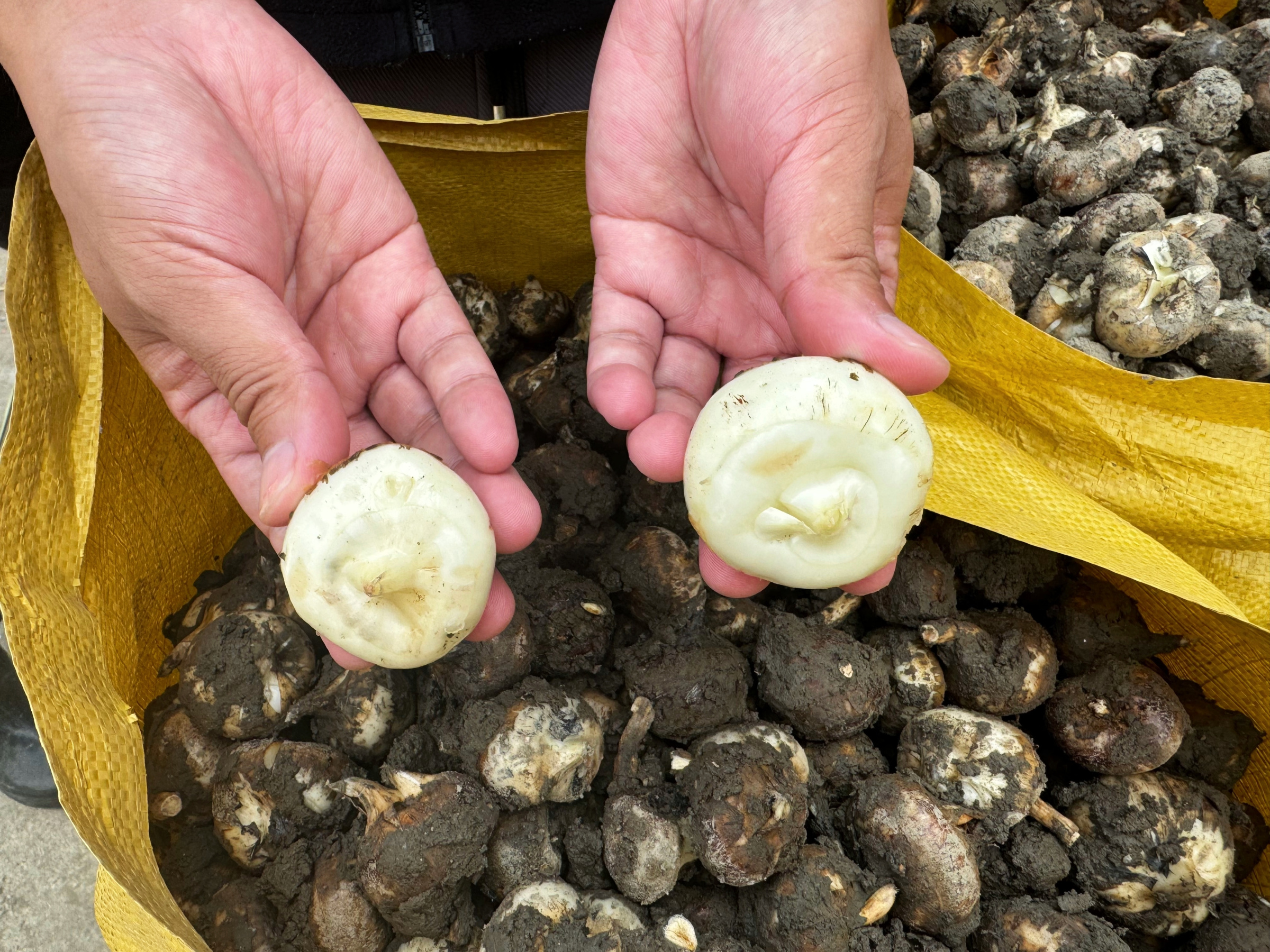 马蹄飘香助增收 桂岭白马蹄成村民 “致富果”