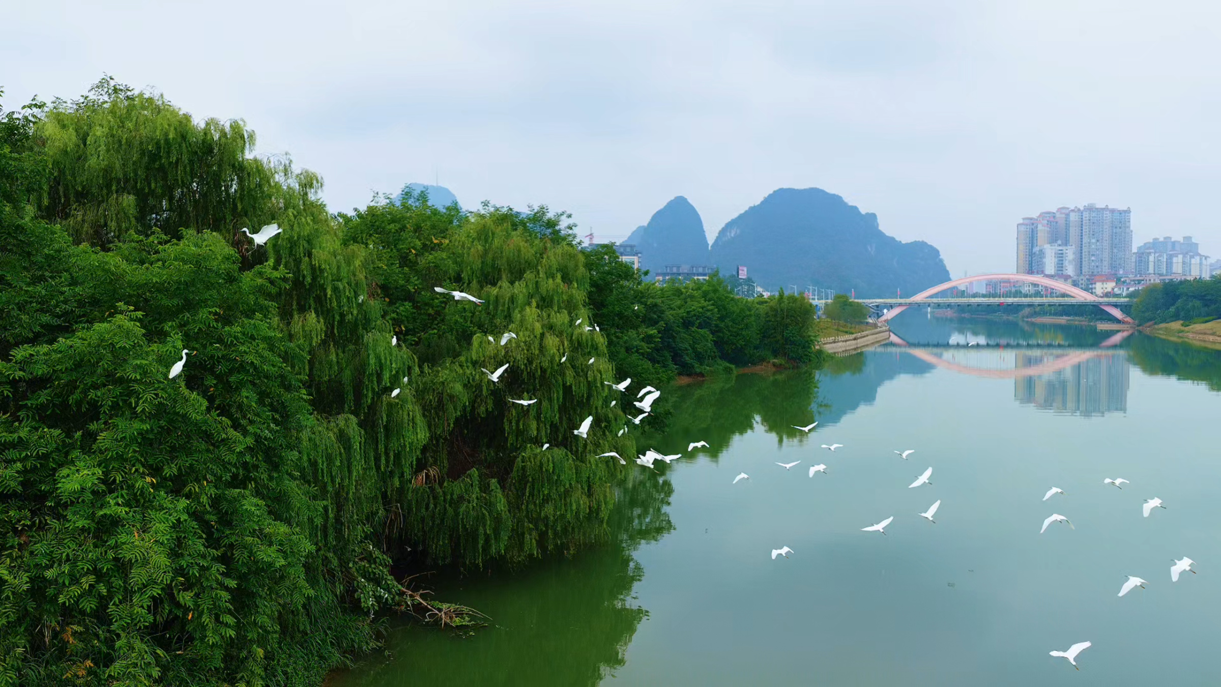 晨雾散，白鹭来！贺州的冬天，藏着最灵动的生态画卷