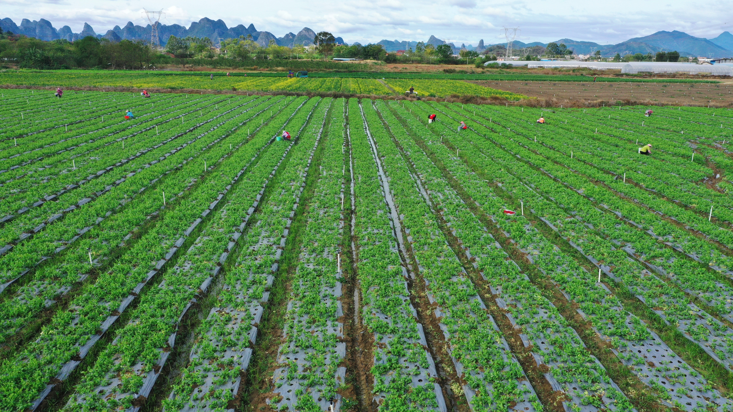 今年新增13家！贺州蔬菜“鲜”到大湾区