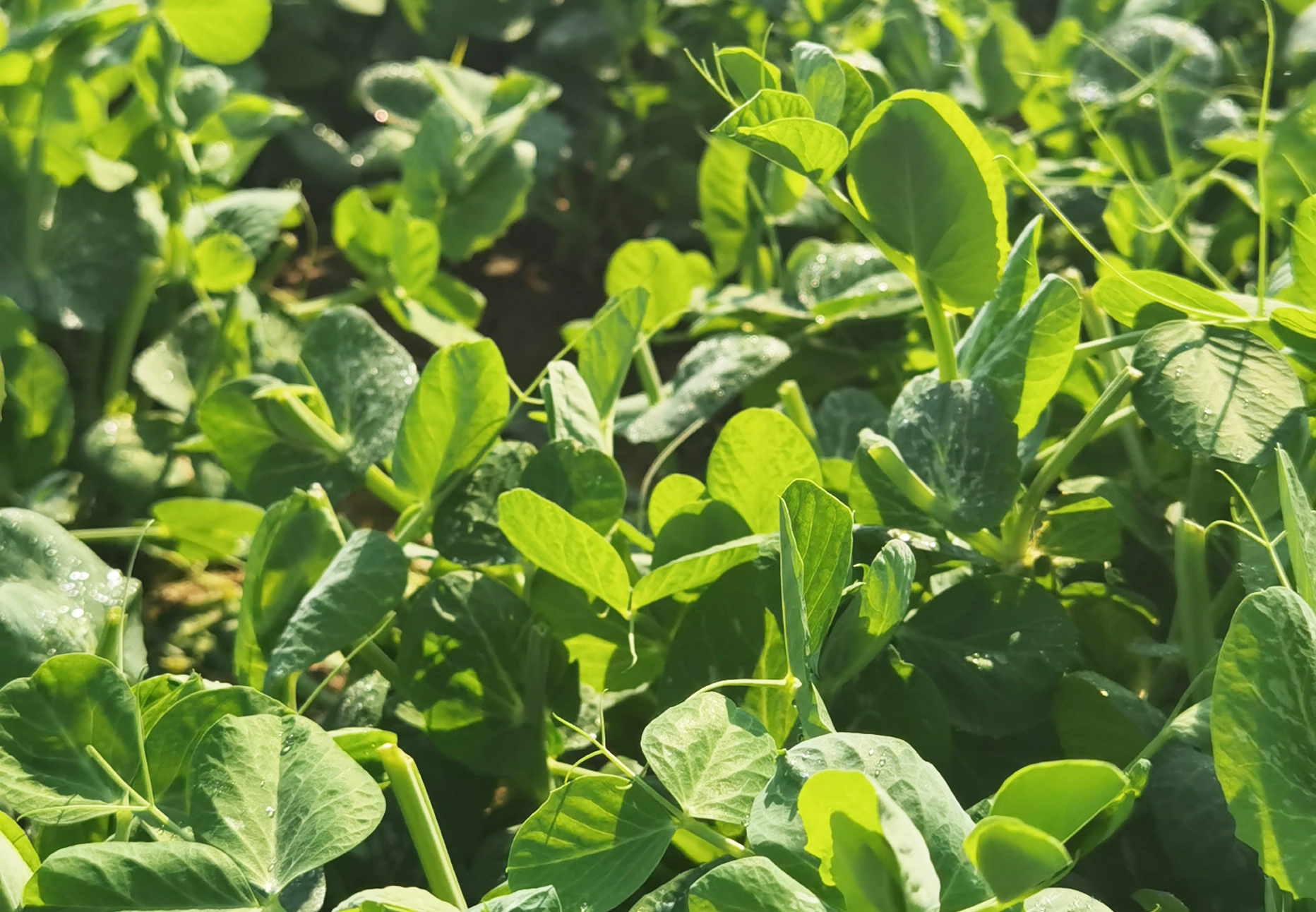 4小时极速配送！贺州首批豆杯采收啦