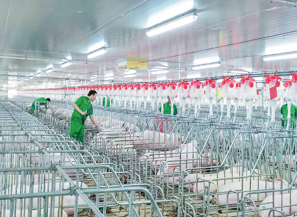 科技“养猪”！贺州用“智养”链通湾区，生猪全产业链持续升级