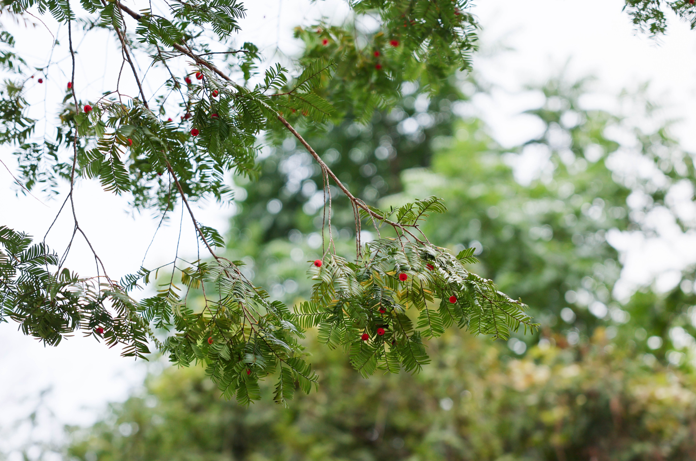 探秘“植物大熊猫”！贺州这里藏着千年红豆杉古树群