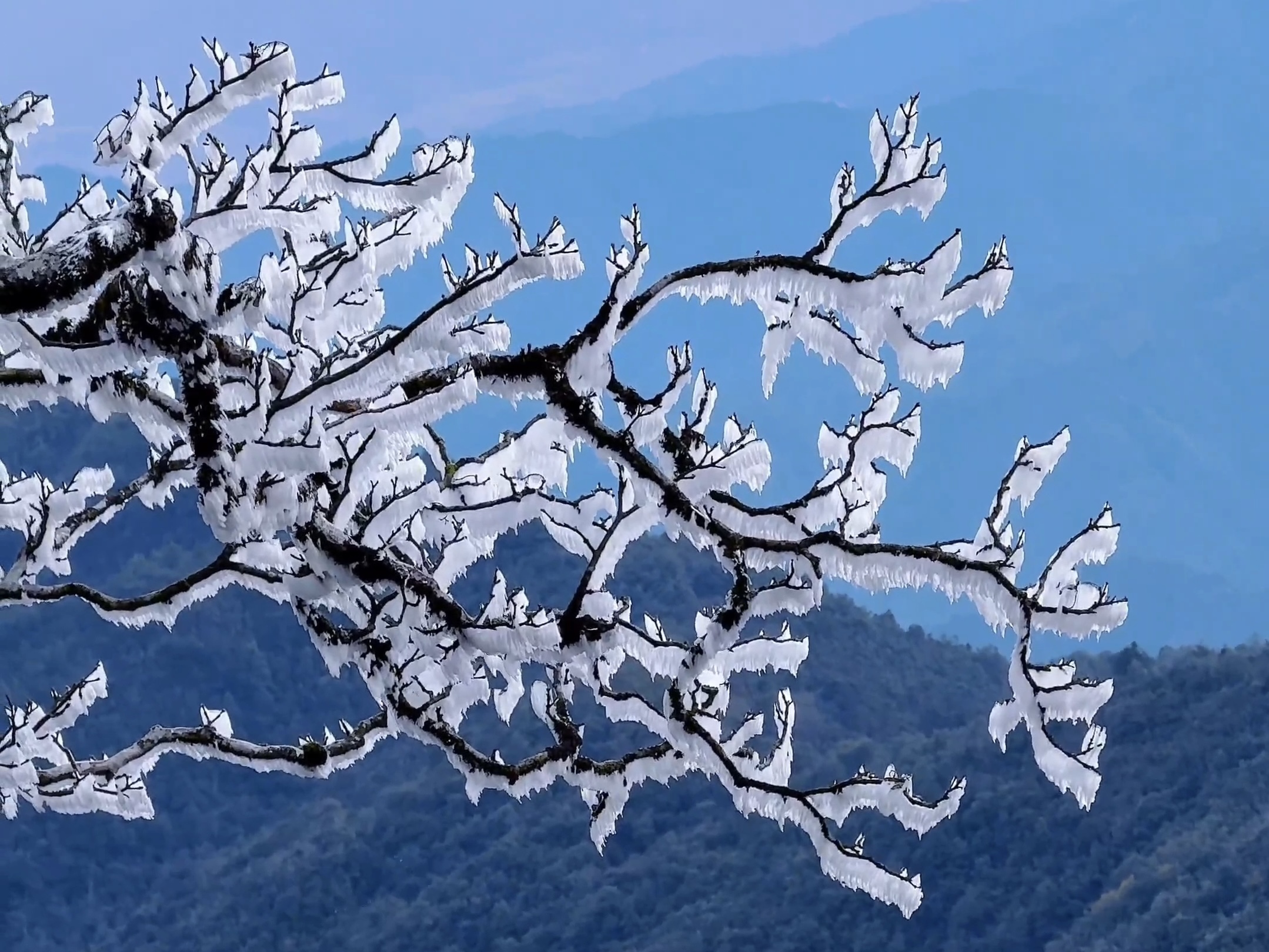 限定版“冰雪世界”！这里宛如仙境