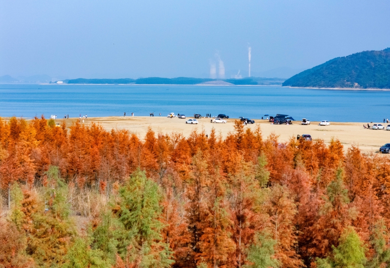 冬日限定美景上线！龟石水库这片水杉林红了