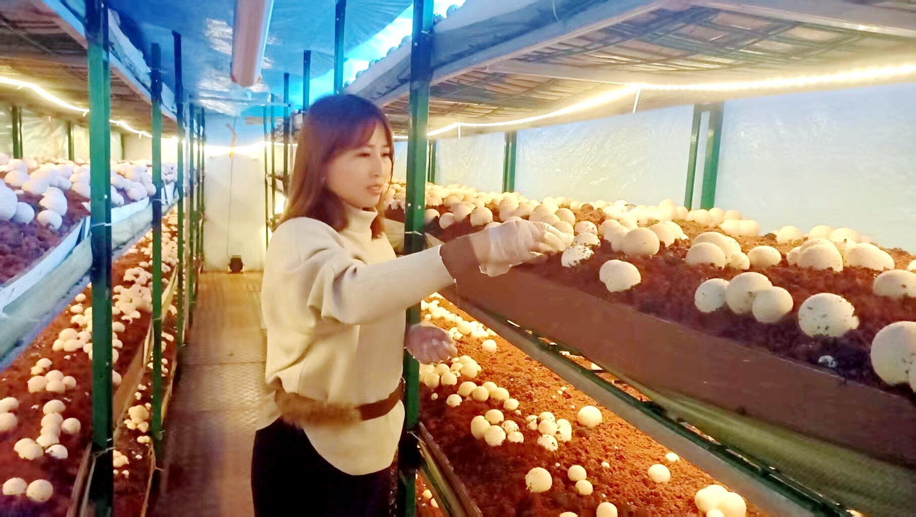 从“会种”到“慧种”，平桂区的智慧菇房里种出了“致富菌”