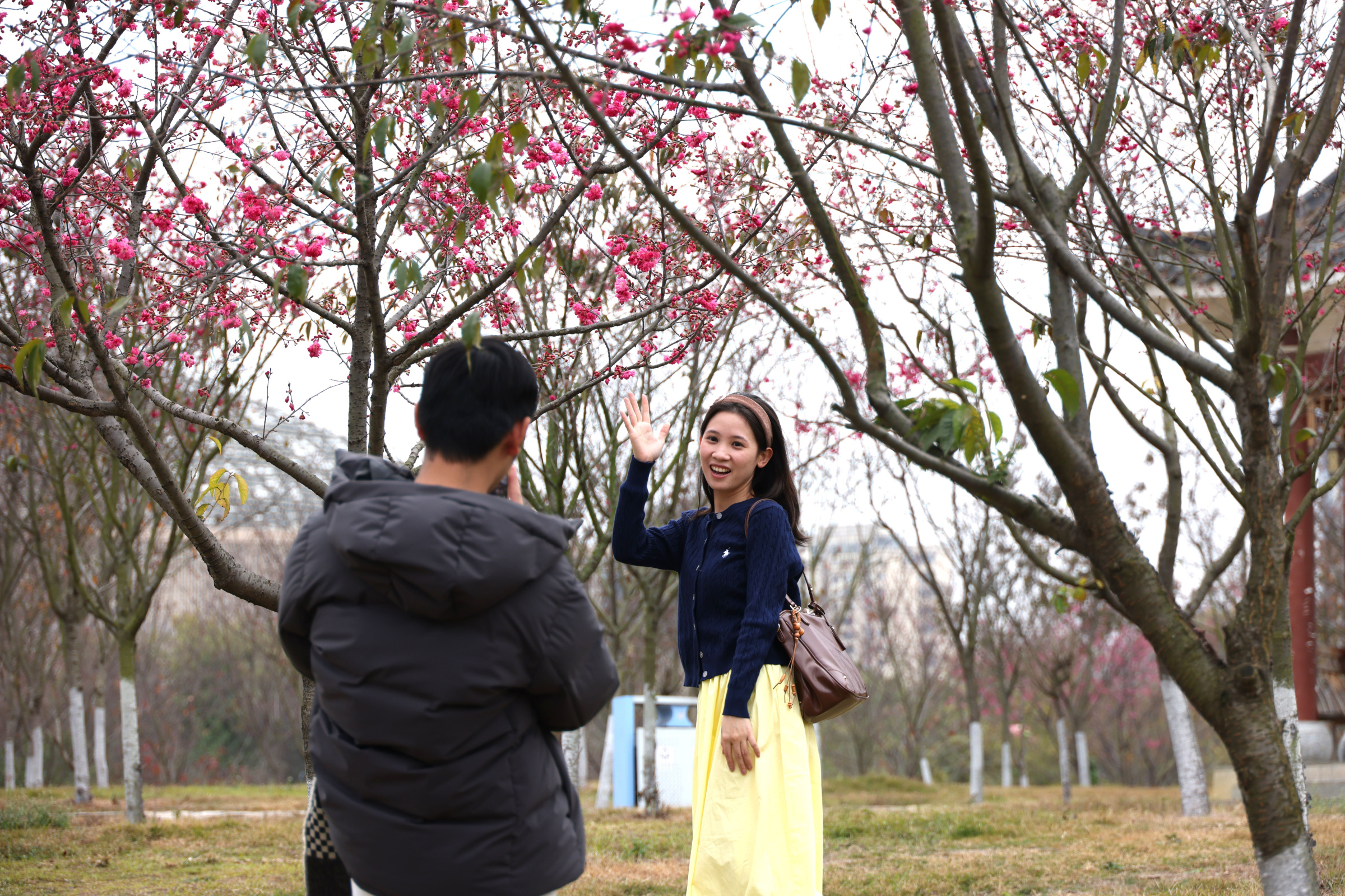 爱莲湖公园樱花盛开，春日浪漫惹人醉！