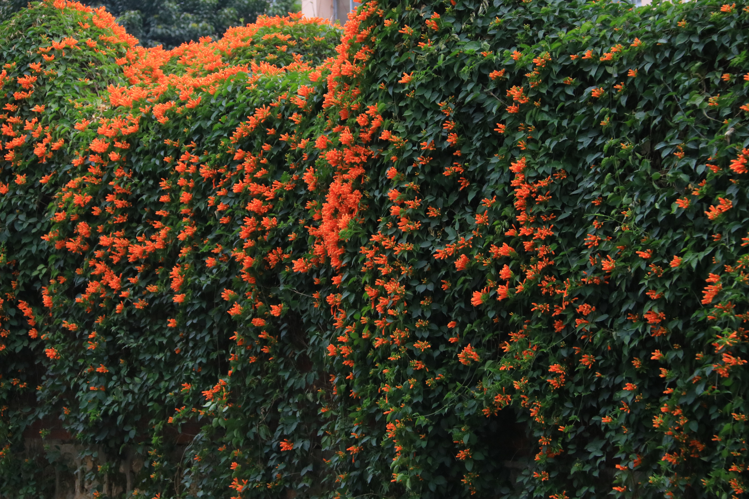 满墙金黄“炮仗”开 市民争相打卡贺州早春