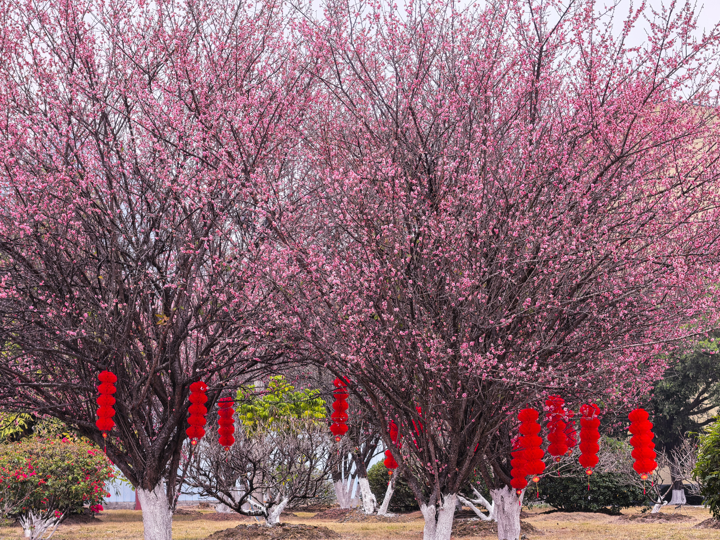 梅花映灯笼 年味伴花香