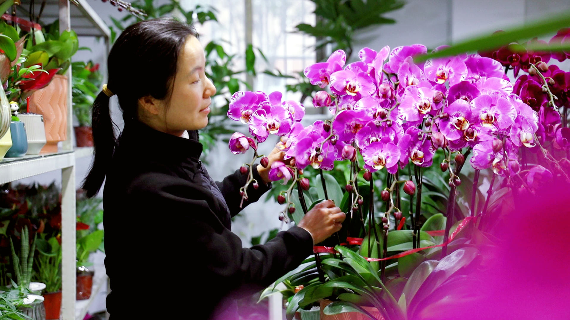 贺州年宵花市场持续升温！你家的年宵花选好了吗？