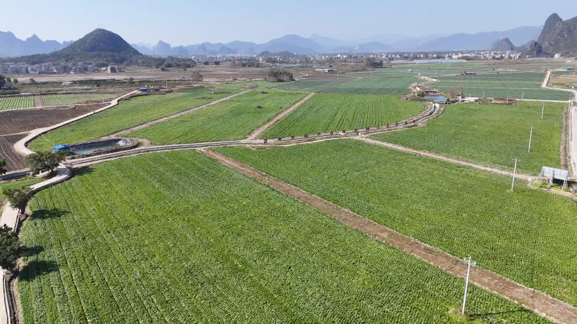 【新春走基层】钟山供港蔬菜基地春节“不打烊”
