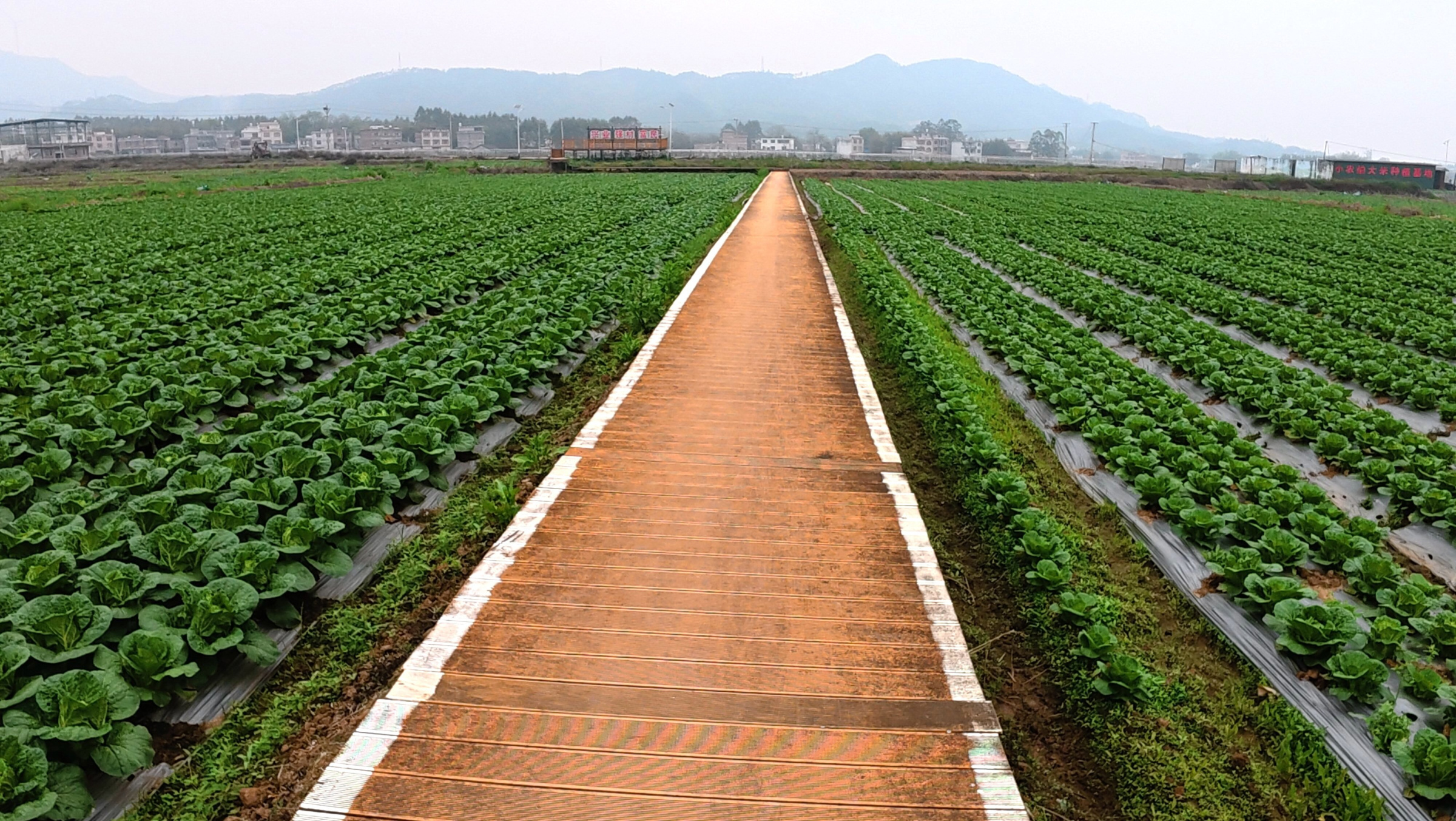 平桂：沃野育新秧 良田生“丰”景