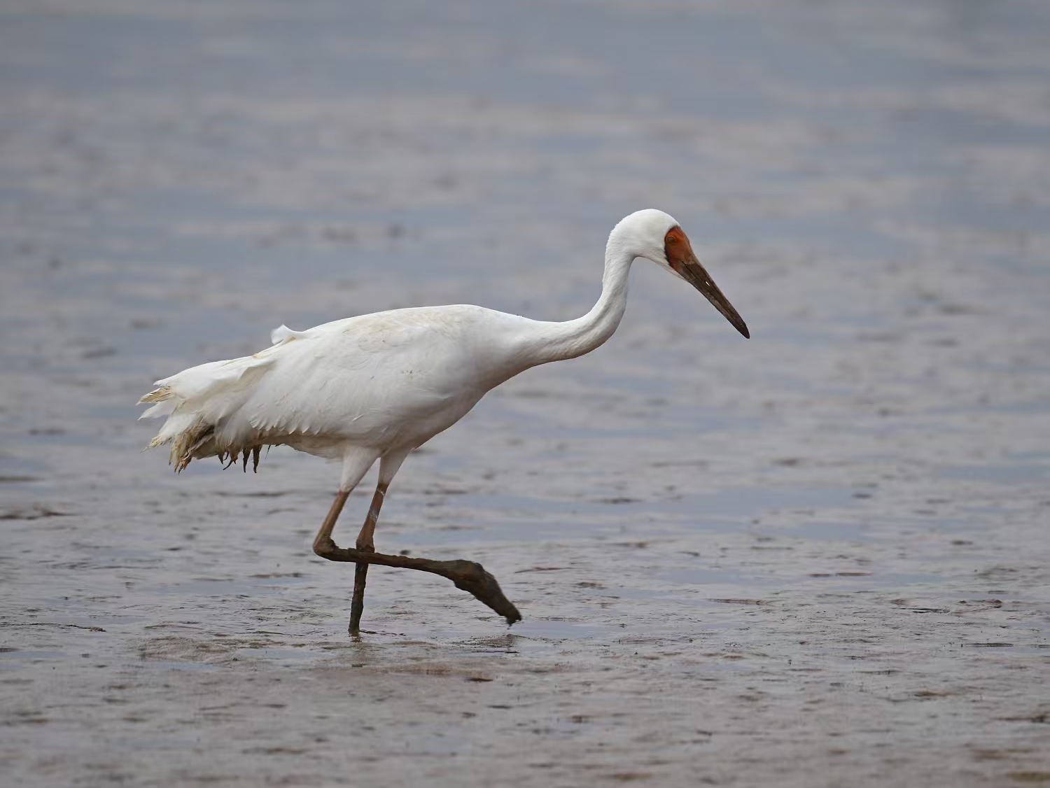 共筑候鸟迁徙“安全通道”，贺州市积极参与粤湘桂联合候鸟保护行动