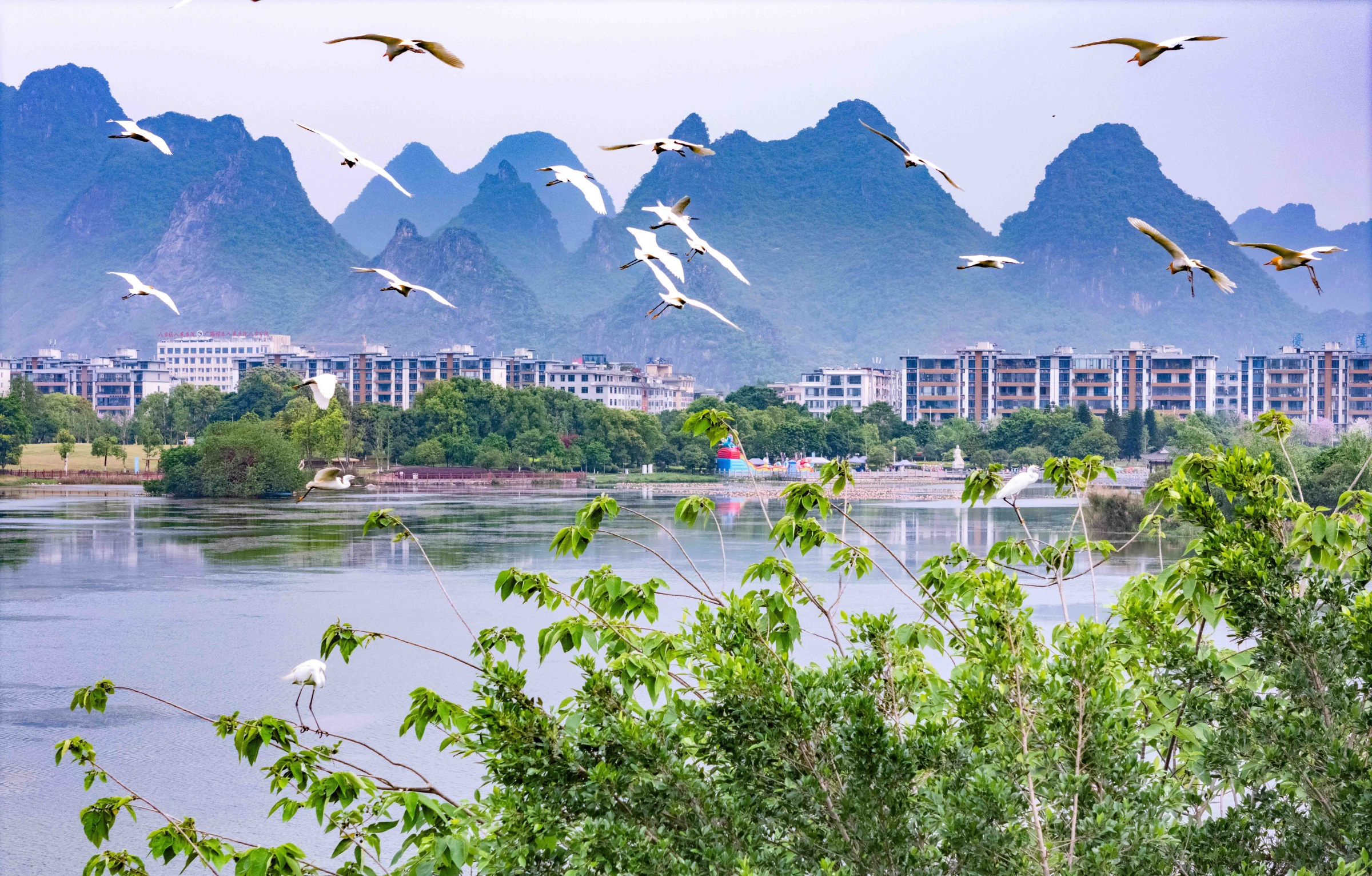 遇见爱莲湖白鹭，解锁诗意春天
