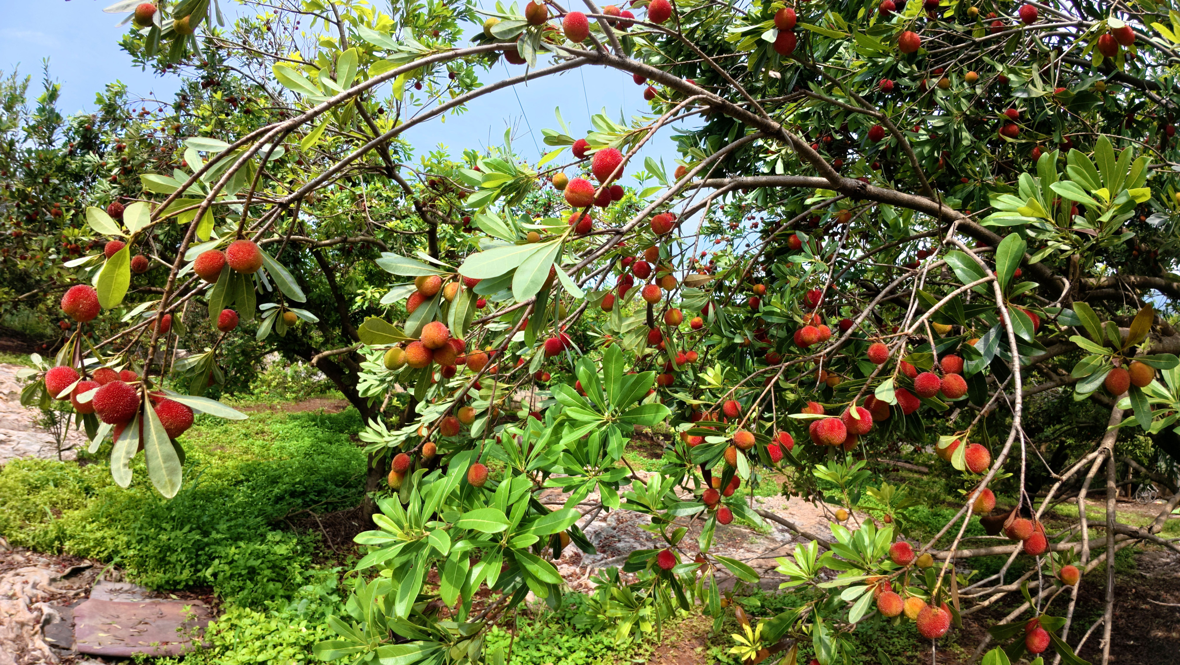 平桂区飞马村“梅”好时光引客来