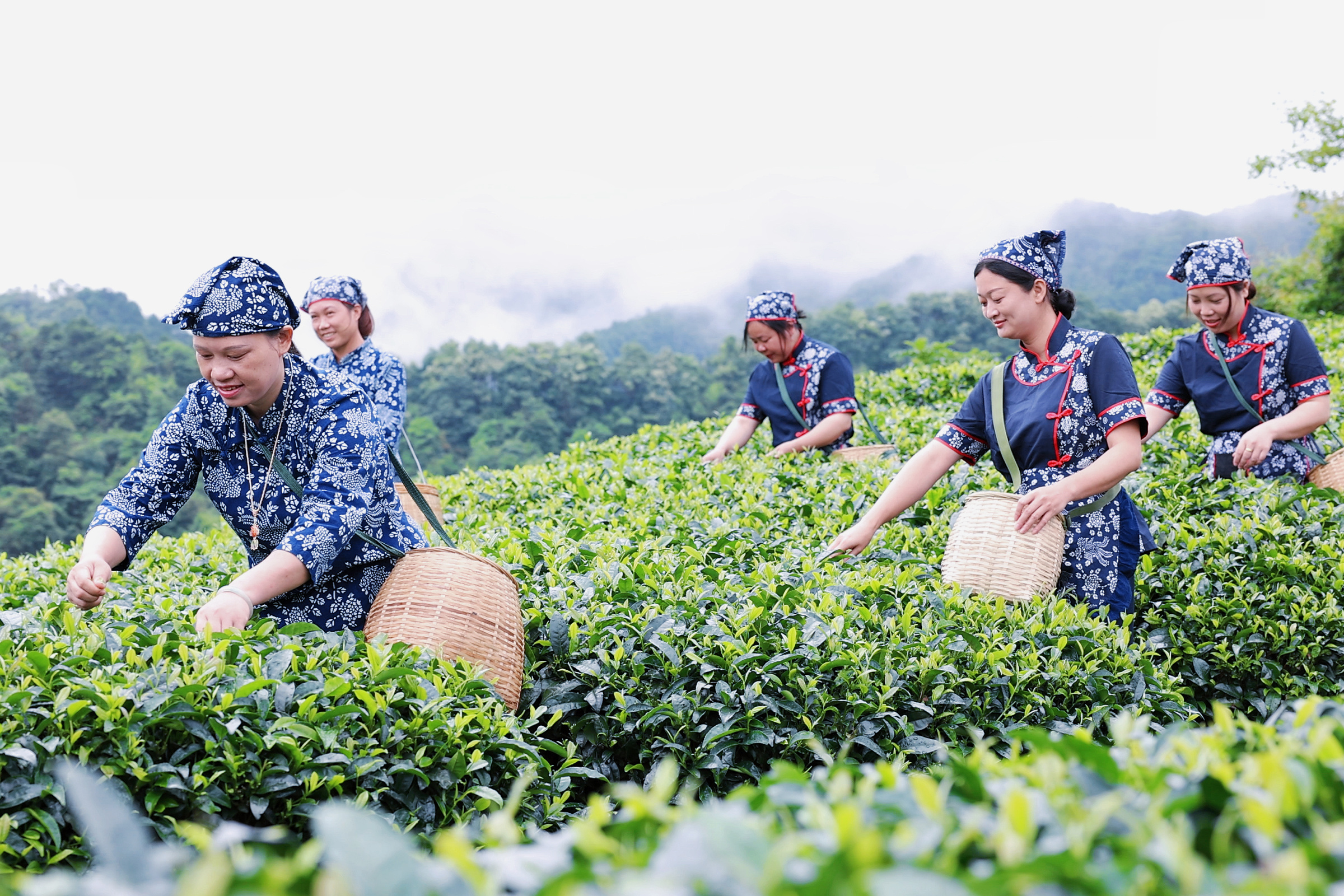 昭平：夏茶丰收采摘忙