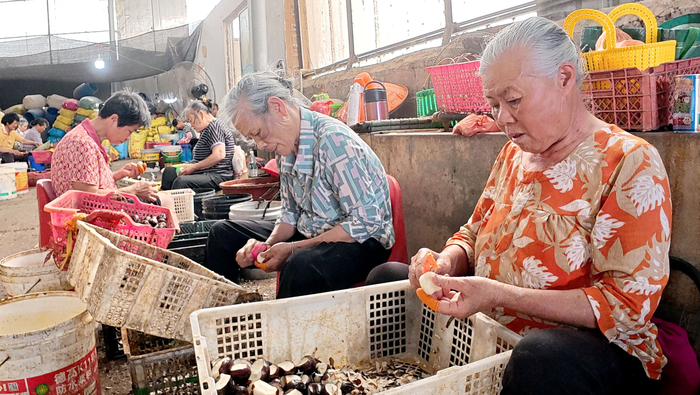 产业兴、乡风美！平桂马蹄产业赋能乡村蝶变
