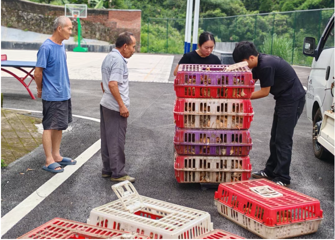 钟山：发放“阳光助残”鸡苗 助力残疾人稳定增收
