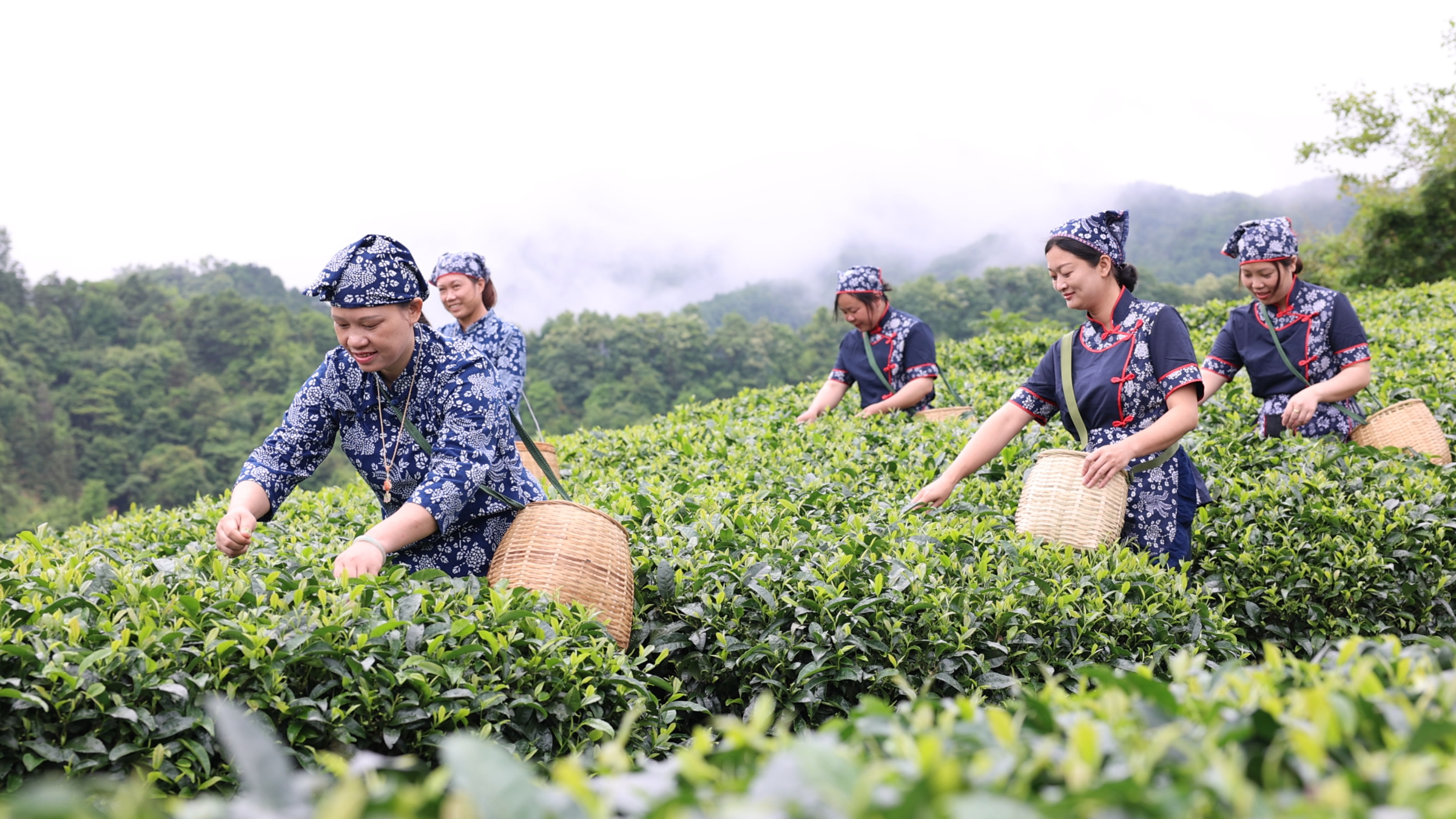 昭平县28万亩夏茶采收忙