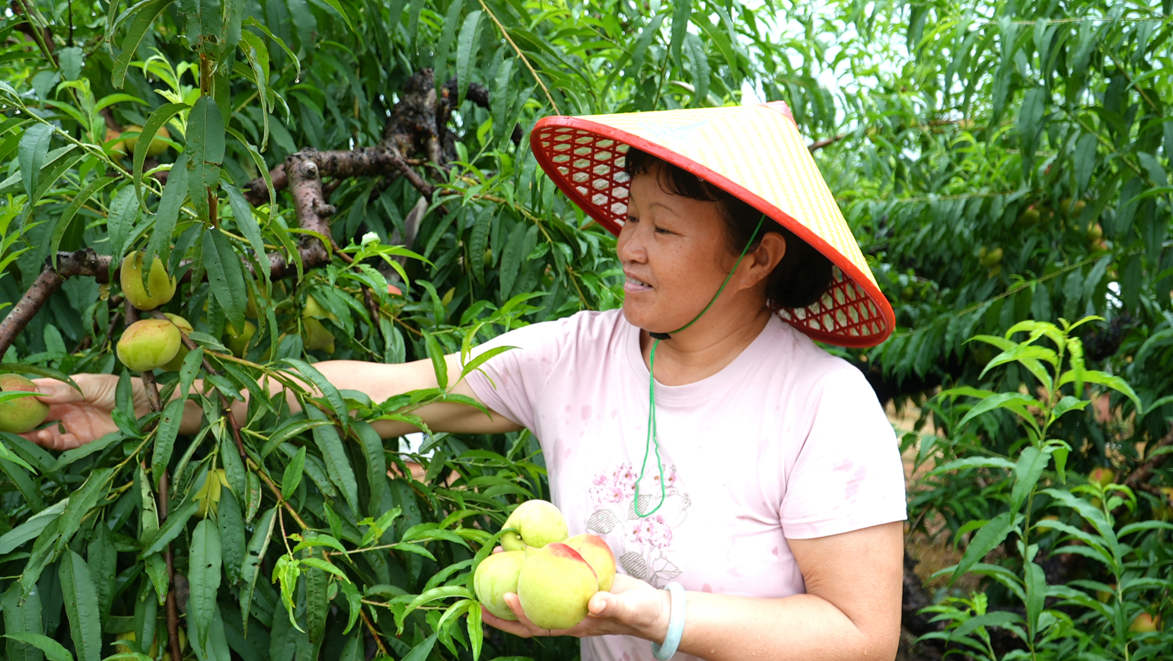 钟山镇鹰嘴桃种植基地喜获丰收
